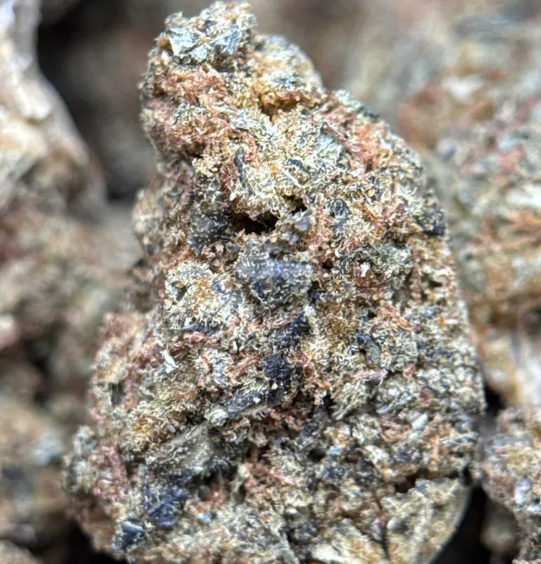 Flat green Sour Skittles buds with orange hairs and amber frost 4