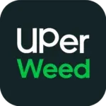 Ultra Pink cannabis buds with pink-tinted trichomes 10