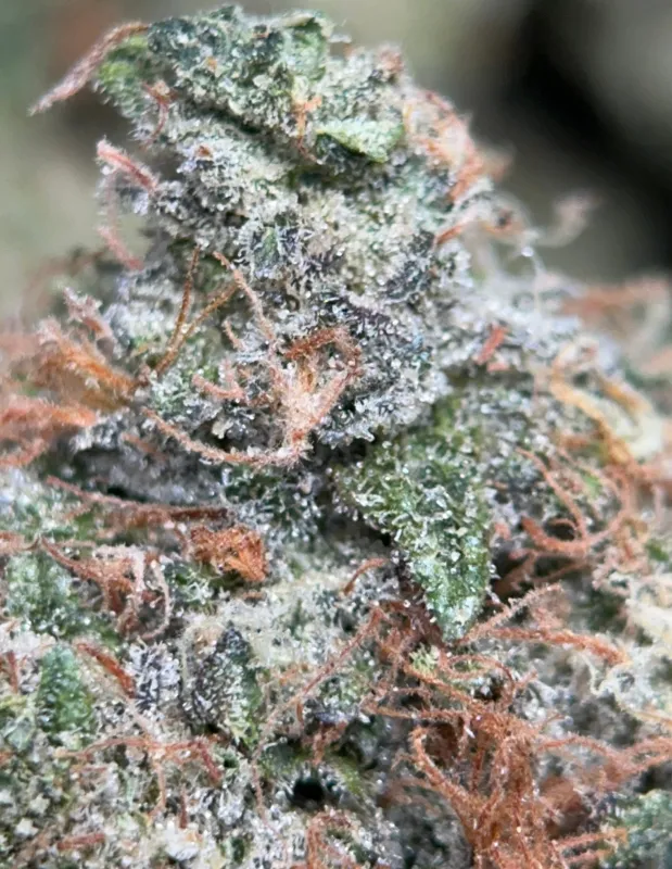 Dense frosty Astro Blackhole indica buds 2