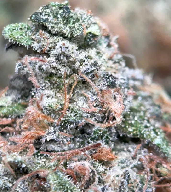 Dense frosty Astro Blackhole indica buds 3